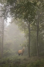 Red Deer Stag in Foggy Autumn Forest Photo Art Print Poster 12x18