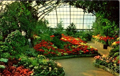 Christmas Display, Krohn Conservatory, Eden Park, CINCINNATI, Ohio Postcard