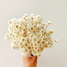 Natural - Dried - Flowers Brazilian Small Star Daisy 200pcs, White