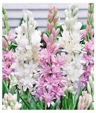 Tuberose/Rajnighandha Flower Bulbs (pack of 11 Bulbs Mix Multi Color)