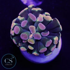 CS RAINBOW GOLD HAMMER - WYSIWYG LIVE CORAL