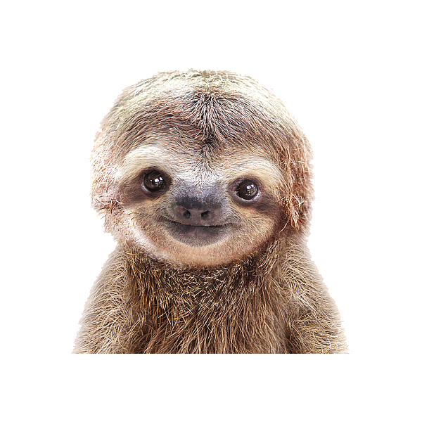 Baby Sloth Sticker Decal