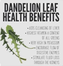 600 Plus Chicory-Italian Dandelion-Non GMO-Open Pollinated.