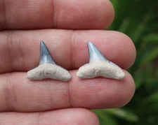 Lemon Shark (Negaprion) Fossil Teeth Bone Valley Florida