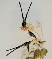 Vintage Gould NOUNA-KOALI Hummingbird Illustration Bird Art Print Bookplate 169