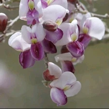 (20) Desert Ironwood Tree (Olneya tesota) Seeds