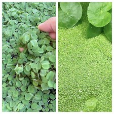 Combo Buy 2 Get 1Free 1000 Duckweed/50 Leaves Spangles Live Aquarium Plant