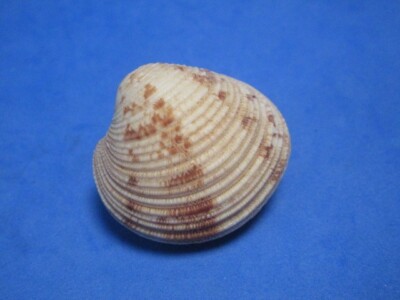 Globivenus embrithus (Melvill & Standen,1879) ''TERRACE CLAM''  (33.6mm)