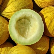 Golden Beauty Casaba Melon Seeds 25+ Yellow Fruit NON-GMO USA FREE SHIPPING