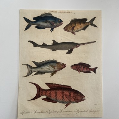 Antique 1827 Hand-Colored Engraving    Sparus and Squalus  Sea Breams & Sawfish