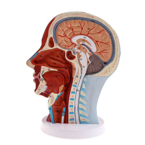 Głowa anatomiczna Mediana samolotu strzałowego Model nerwów Przyzębia do nauczania - Zdjęcie 1 z 8