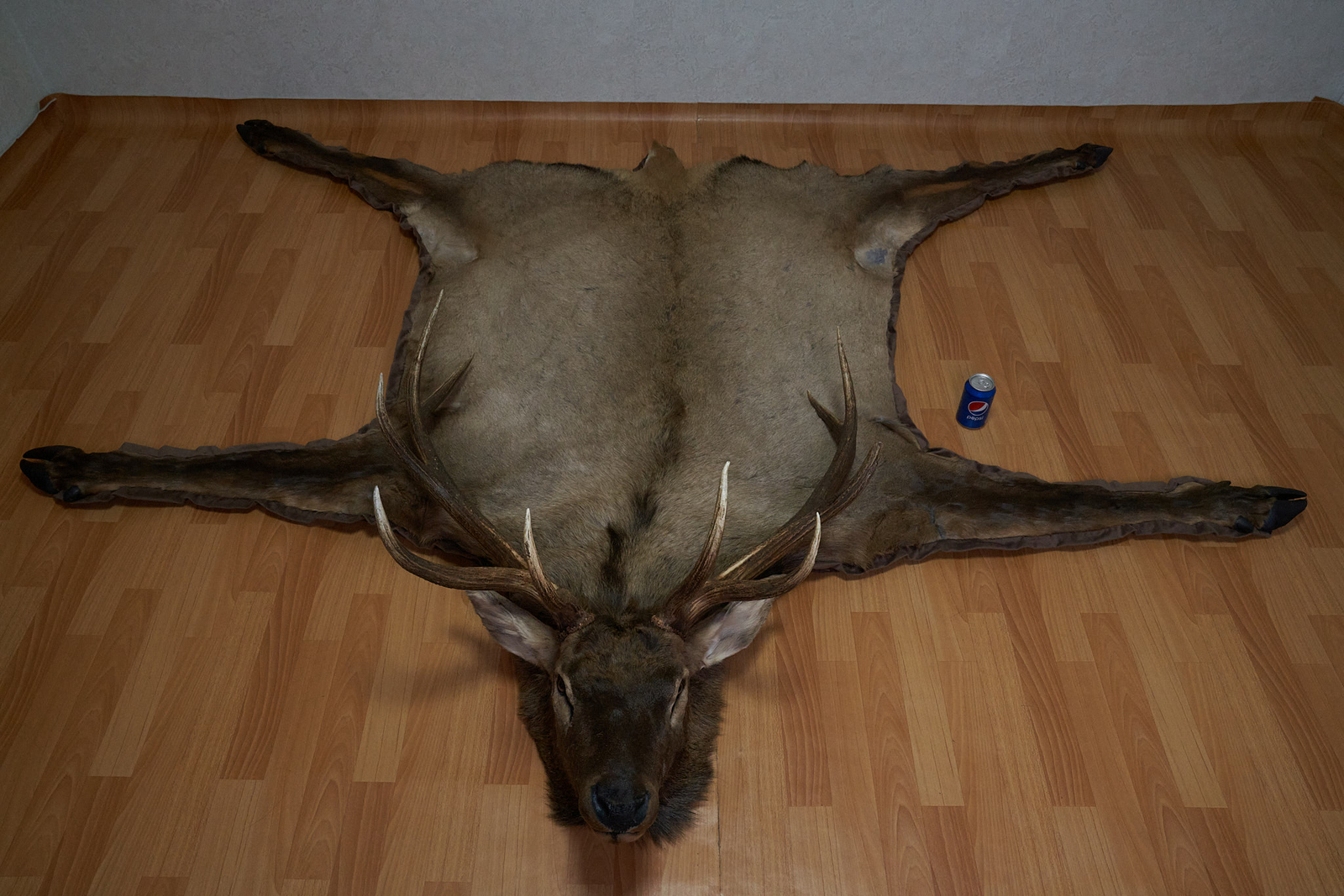 ELK TAXIDERMY RUG San Antonio Mall MOUNT WITH HEAD FUR PELT STAG SKIN