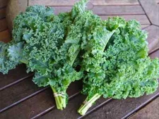 KALE  15 VEGETABLE SEEDS FREE USA SHIPPING