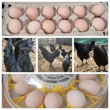 Ayam Cemani Chicken Eggs Very rare Pure breed Organic For hatching Egg