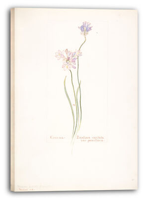Kunstdruck Margaret Neilson Armstrong - Covena, Brodiaea capitata, var. paucifl