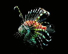 Digital Image Picture Photo Pic Wallpaper Background Fishie Peaceful