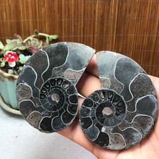 1Pairs Half Cut Ammonite Shell Jurrassic Specimen Madagascar 251g A3887