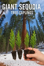 4-pack small live GIANT SEQUOIA TREE plant 1st year seedlings