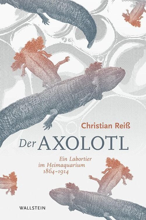 Thumbnail - Christian Reiß | Der Axolotl | Buch | Deutsch (2020) | 304 S. |