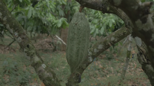 CACAO Husk Organic Dried Cocoa bean , Holistic Blend & Wiccan Herb - Video 1 of 1