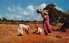Trinidad Tobago De Colección Años 60 Postal Cosecha de Arroz Ventana Trabajadores Agrícolas K8