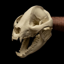 Giant Panda Skull Replica Life Size Bear Skull Oddities Curiosity Cabinet Decor
