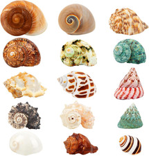 Hermit Crab Shells 15PCS Natural Sea Conch 1.6"-3.2" Beach Decor
