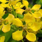 Yellow Butterfly Orchid Vine Flowering Live Pollinator Plant Unusual Seed Pod