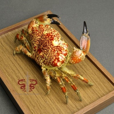 Crab specimen Lophozozymus pictor, museum-quality taxidermy & display box