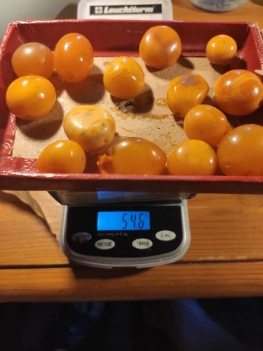 NATURAL OLD ANTIQUE BALTIC AMBER stone lot 54.6 gr
