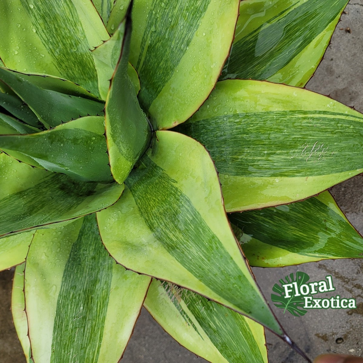 アガベ Agave ovatifolia 'Killer' 206 Agave ovatifolia 'Killer' | Killer Whale Tongue Century Plant