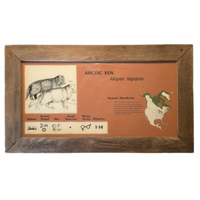 Vintage Arctic Fox Zoo Animal Exhibit Placard Hanging Sign Wood Frame 28'' X 17''
