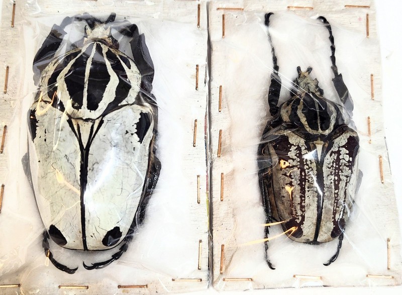 1 Pair Goliathus quadrimaculatus 56/75mm Cameroon Flower Beetle Nice White