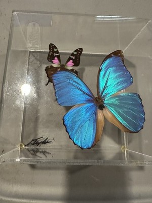 Purple Swallowtail Butterfly & Blue Morpho Butterflies Acrylic Display Signed