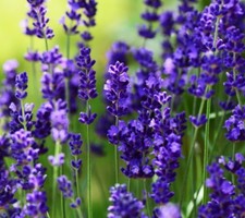 Lavender Absolute Pure Essential Oil - 1 OZ/30 ML  Free Carrier Oil 10 ml