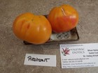 Piemont Tomate 10+ Samen Erbstck Die beste Sorte zur Konservierung P 165