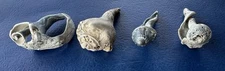 Fossilized Whelk Shells Set of 4 Likely Busycon Genus Atlantic N Florida USA