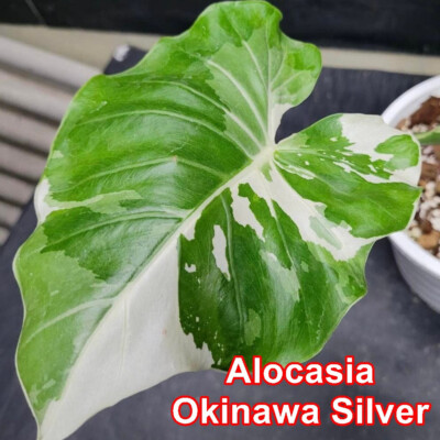 Okinawa Silver Alocasia Odora Variegated Free Phyto Cert. | eBay