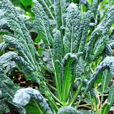 Lacinato Kale Seeds | Tuscan Italian / Dinosaur Kale | Heirloom | Free Ship 1097