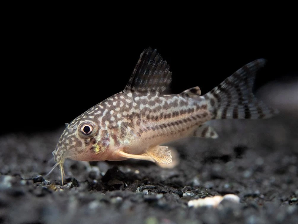Corydoras Rabauti