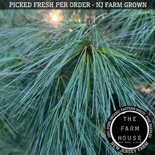 1 POUND EASTERN WHITE PINE NEEDLES - PICKED FRESH PER ORDER - ORGANIC - NJ FARM