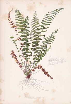 Streifenfarn maidenhair spleenwort Farn fern Blume Botanik botany Lithographie
