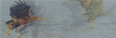 3 D / Lentikular - Wackel - Lesezeichen:  Fischender Seeadler -Fishing Sea Eagle