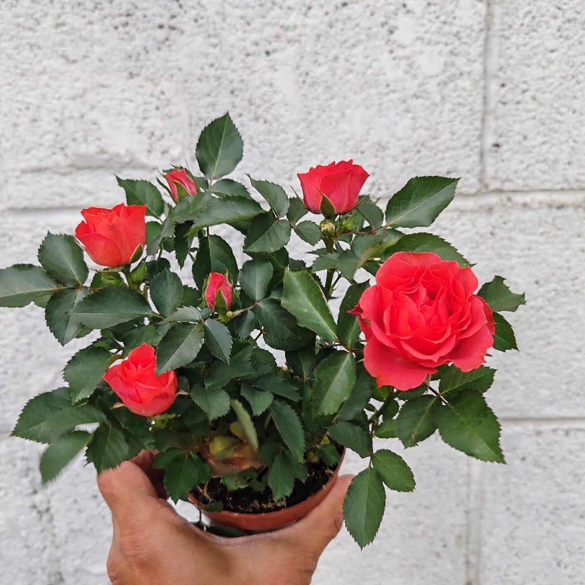 Beautiful Orange Roses Orange Bush Rose Absent Friend Gift | Gift