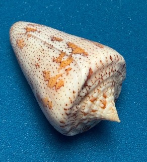 Exceptional Large & UNCOMMON Conus dominicanus Grenadines 47.1mm
