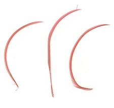 Vibrant Biot Feathers x5 – Spike Effect for Millinery, Fascinators & Fly Fishing