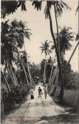 PC COLOMBO A BYE PATH BETWEEN COCONUT PALMS SRI LANKA CEYLON (a28205)