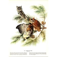 Screech Owl - 1941 Audubon 