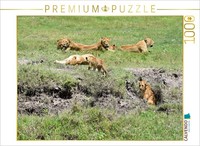 Calvendo Puzzle Family Of Lions | 1000 Pieces, Finished Size 25.2 × 18.9 In (64