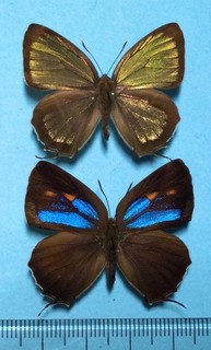 Chrysozephyrus hisamatsusanus Male&female Aichi Japan
